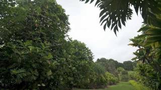 BreadfruitA Tree of Importance to Hawaii [upl. by Lewert]