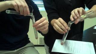 Reaction of Catalase and Hydrogen Peroxide [upl. by Aneleh]