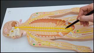 Spinal Nerves Plexuses and the Peripheral Nerves  Rapid Review  Made Easy [upl. by Wylde]