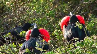 Great Frigatebirds of Genovesa Island [upl. by Collette938]