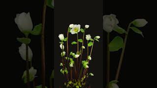 Time lapse growing opening helleborus flowers microgreens nature [upl. by Ayhtnic]