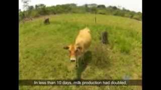 Pasture Irrigation with Super 10 sprinkler [upl. by Marentic]