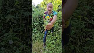 Fleabane pulicaria dysenterica herbs nativeplants foraging adventure explore hedges [upl. by Erotavlas]