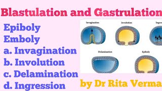 Blastulation and Gastrulation EpibolyEmboly [upl. by Gyatt]