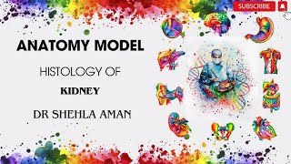 Model of Kidney  Histology  OSPE preparation  Dr Shehla Aman [upl. by Drobman]