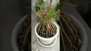 Pruning and add fertilizer to portulaca flower shortvideo howtogrowportulaca gardening flowers [upl. by Yorgo610]