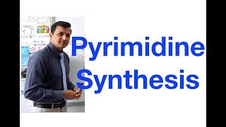 Pyrimidine Synthesis [upl. by Eskill213]