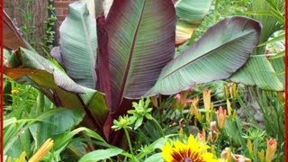 Tropical Garden in Lincolnshire England UK [upl. by Kuo]