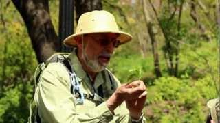 Foraging in Central Park with Wildman Steve Brill [upl. by Nirac]