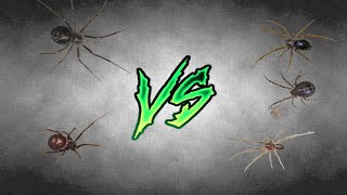 steatoda grossa vs steatoda castanea [upl. by Grethel]