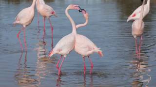 Flamant rose Phoenicopterus roseus  Greater Flamingo [upl. by Cyprio454]