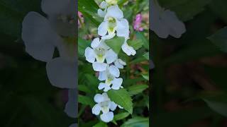 White Angelonia 안젤로니아 flowers [upl. by Aneetsyrk445]