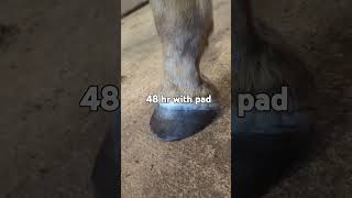 3 day process abscess barnlife equine horse animalintex equestrian [upl. by Patsis]