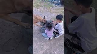 Dog save the life shorts youtubeshorts shortsfeed [upl. by Acim]