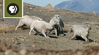 Wolf Pack Teams Up to Fight Off Intruder [upl. by Leda]