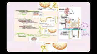 Lecture Video 6 Anatomy of the Urinary System Part 1 [upl. by Prudence]