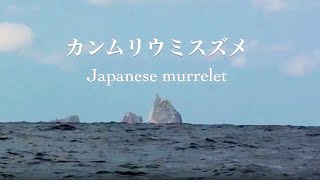 野鳥撮影・ 野鳥動画・カンムリウミスズメ・絶滅危惧種・Japanese murrelet [upl. by Ayoted]