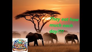 Elephant Fun Facts Animal Classroom Edition [upl. by Maria]