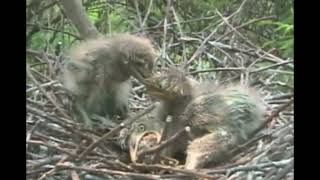 Night Heron Swallows Sibling Alive [upl. by Africa386]