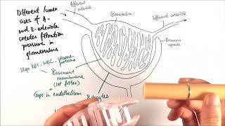 A2 Biology  Ultrafiltration OCR A Chapter 155 [upl. by Marlow284]