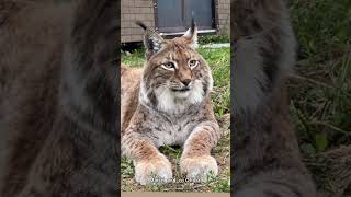 Handsome Lynx Marsel lynx bigcat [upl. by Silsbye]