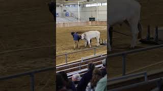 Oxen Pull with Pete and Moose oxen agriculture fair [upl. by Aihsyn208]