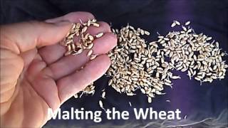 Malting Wheat [upl. by Singhal]