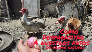 como desparasitar patos de forma natural [upl. by Notlit]