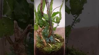 Tall Terrarium build with Ferns and Moss [upl. by Yhtur923]