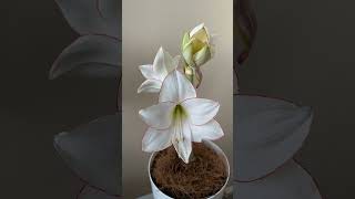 Амариллис Picotee распускается  Таймлапс  Amaryllis blossom timelapse  flowers nature [upl. by Xed]