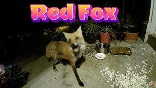 The Red Fox Likes Popcorn 🦊 [upl. by Gierk]