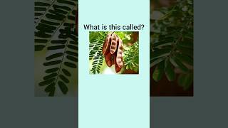 Can you name these Common Indian Herbs dailyenglish visualvocabulary english learnenglish [upl. by Eneleh]