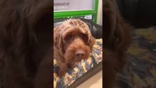 Cockerpoo share puppy dog cute grooming pets trending anime wunderschön [upl. by Nauq]