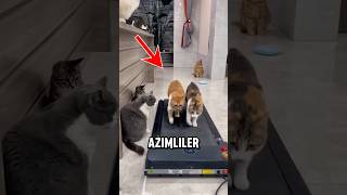 Hiç Spor Yapan Kedi Gördünüz Mü [upl. by Ojadnama]