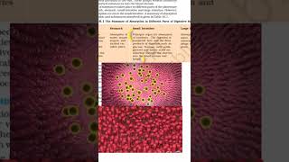 Absorption in the small intestine [upl. by Barabas]