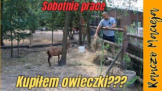 Kupiłem owieczki Sobotnie prace 402 4K [upl. by Kitti]