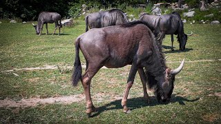 Parco Natura Viva Garda Zoological Oksegnu Blå Gnu Gnu Striato Wildebeest [upl. by Eenahs]