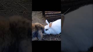 Tug of war  Bunny edition rabbit bunnyantics bunny pets crazy cute bunnyhighlights [upl. by Maeve]