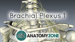 Brachial Plexus  Branches  3D Anatomy Tutorial [upl. by Edas]