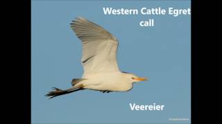 Western Cattle Egret Call [upl. by Acinahs]