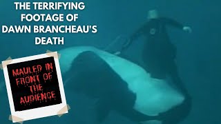 Tilikum  The Terrifying Orca Who KILLED its Trainer Dawn Brancheau [upl. by Brine402]