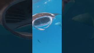 Snorkelling with mantas Maldives Hanifaru Bay [upl. by Odrawde719]