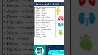 Anatomical Terms anatomy anatomybasics physiology medical medicalstudent medicalterminology [upl. by Cinnamon]