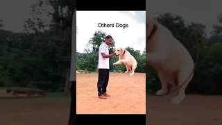 Other Dogs vs My dog Euro 😂😂 doglover dogshorts dogs puppy dogshorts doglife dogvideos dog [upl. by Pfister]