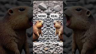 meme marmot sound vs real marmot sound marmot animal animals funnycute funny cute marmotte [upl. by Ferde907]