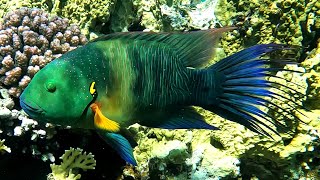 Broomtail wrasse Cheilinus lunulatus male 4K [upl. by Frasier834]