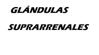 Glandulas suprarrenales [upl. by Ibloc]