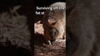 🐾🌿 LesserKnown Facts About Quokkas The Happiest Animals on Earth 🌍 [upl. by Delbert]