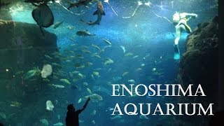 Enoshima Aquarium  A Taste of Japan 8 [upl. by Vannie718]