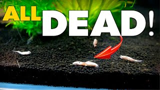 ENTIRE TANK DEAD how did this happen  MD Fish Tanks [upl. by Wiebmer]